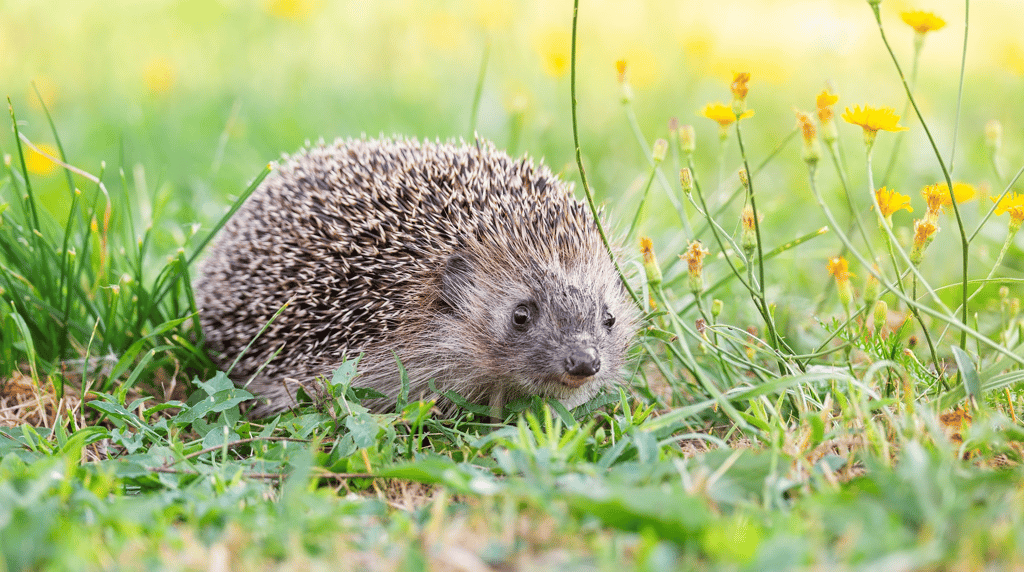 What To Do If You Hit An Animal With Your Car Comparoo