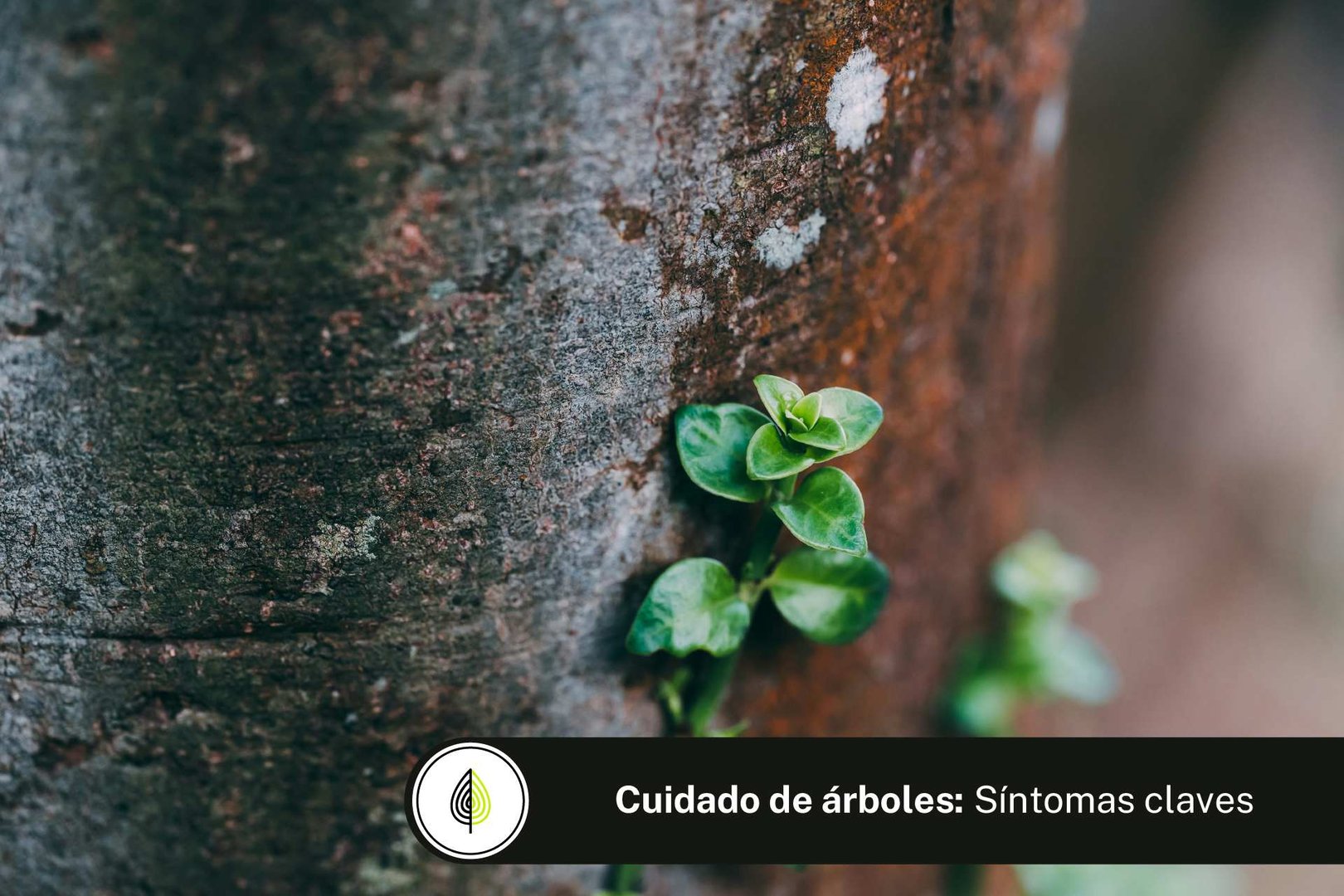 Imagen principal de ProAltos