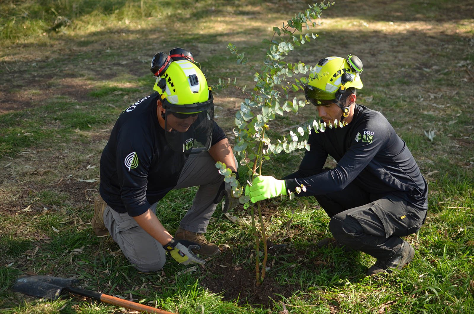 Trabajo de reforestación