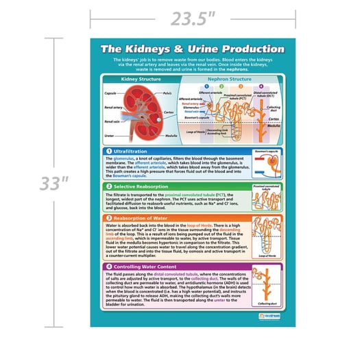 The Kidneys & Urine Production Poster