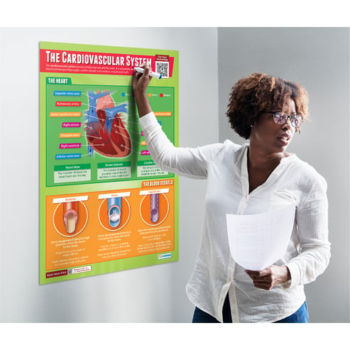 The Cardiovascular System Poster