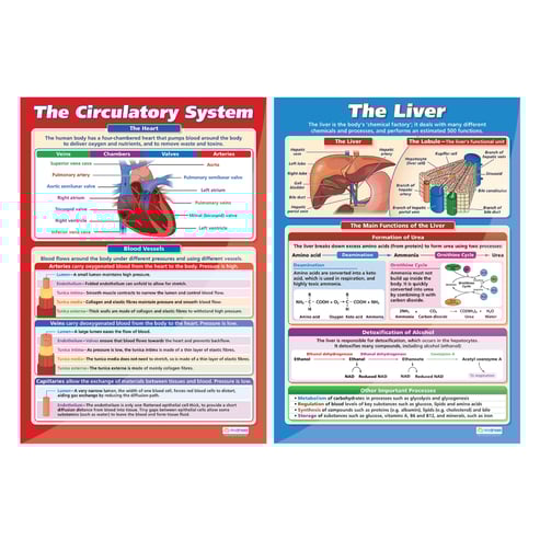Biology High School Posters - Set of 6