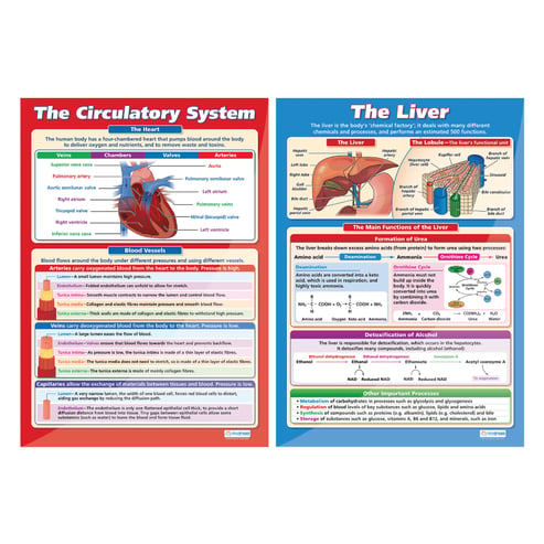 Biology High School Posters - Set of 6