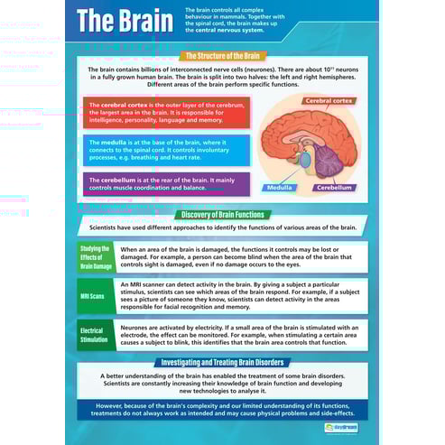 The Brain Poster