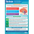 The Brain Poster