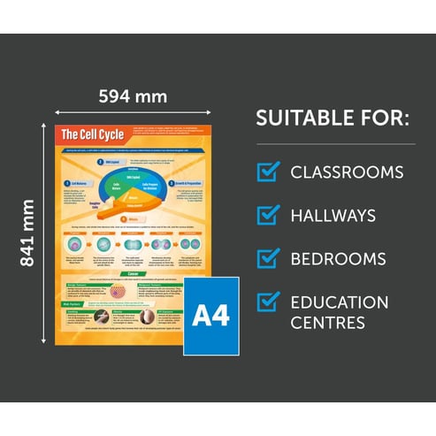 The Cell Cycle Poster