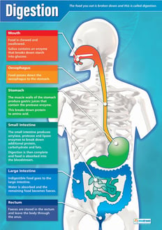 Digestion Poster