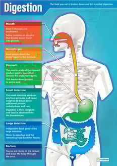 Digestion Poster
