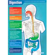 Digestion Poster