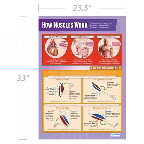 How Muscles Work Poster