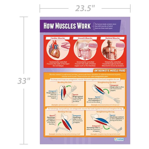 How Muscles Work Poster