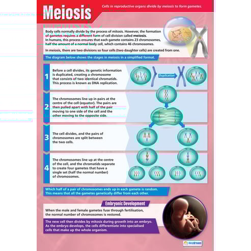 Meiosis Poster