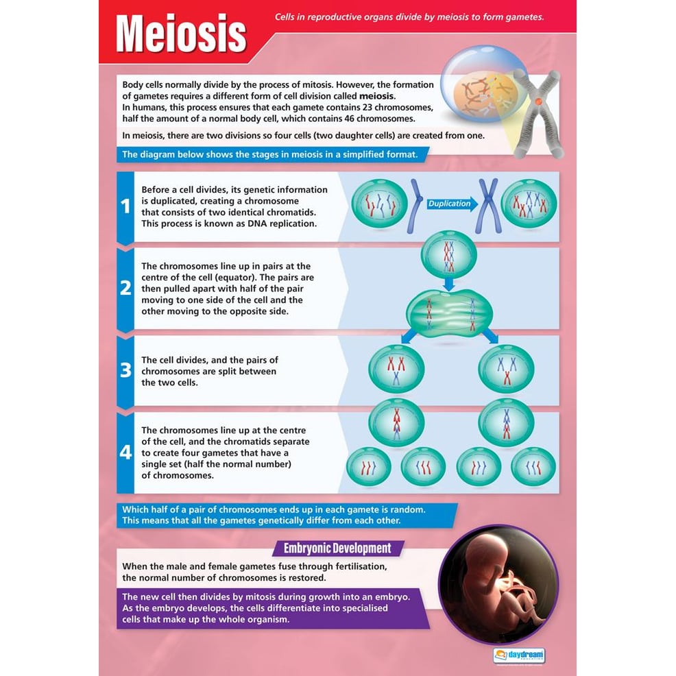 Meiosis Poster - Daydream Education
