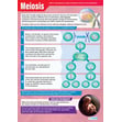Meiosis Poster
