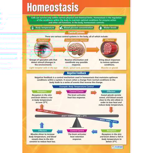 Homeostasis Poster