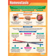 Homeostasis Poster