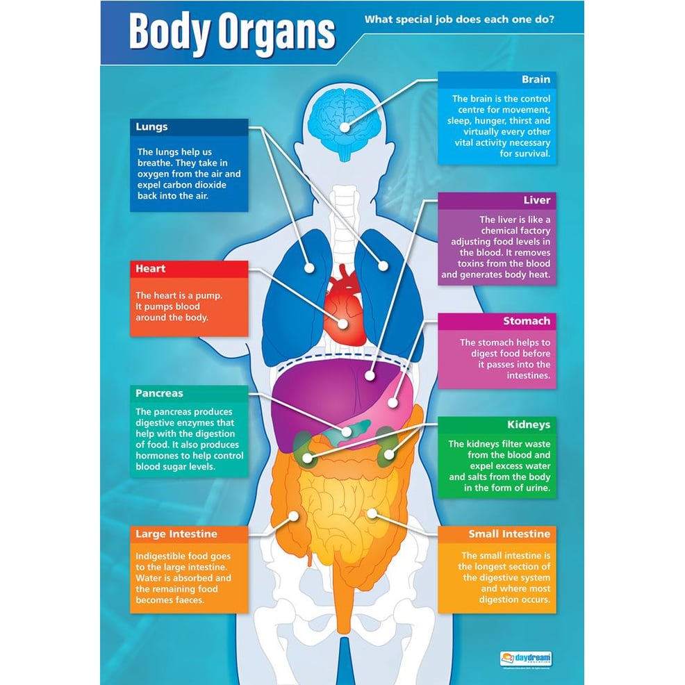 Body Organs Poster - Daydream Education