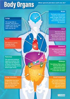 Cell Organization & Organ Systems Science Poster - A1 Size (850mm X 594mm) - Laminated Wall Chart For Schools & Home Learning