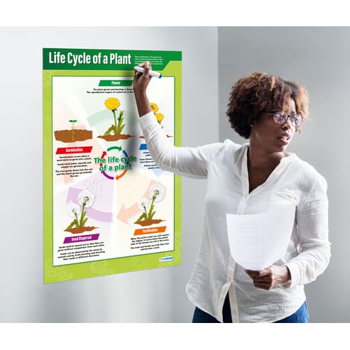 Life Cycle of a Plant Poster