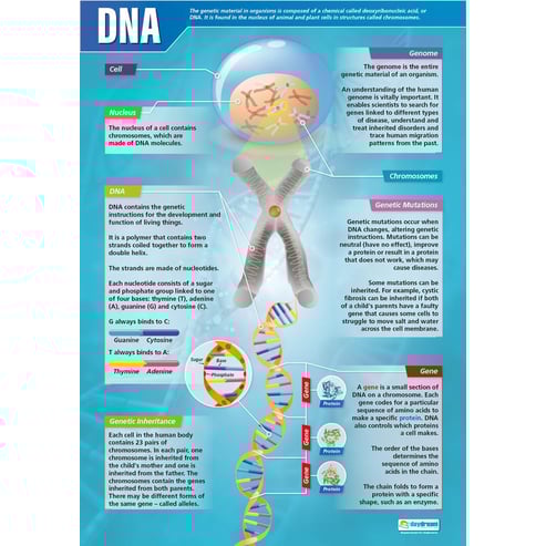 DNA and Cell Structure Posters - Set of 2