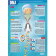 DNA and Cell Structure Posters - Set of 2