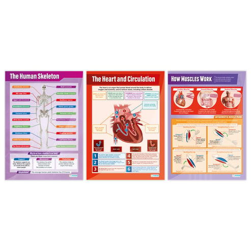 The Human Body Posters - Set of 5