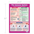 The Immune System Poster