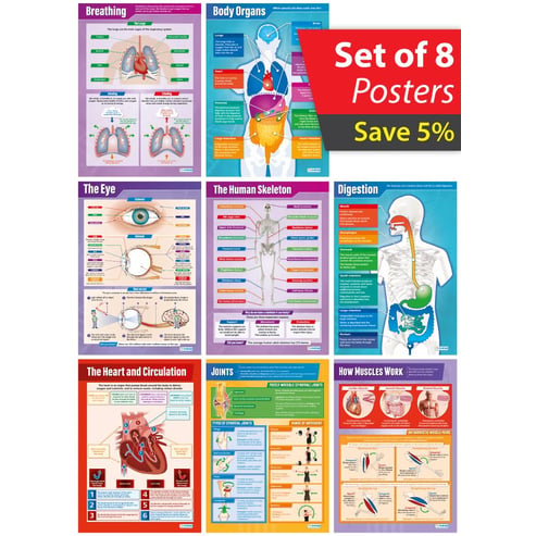 Elementary Anatomy Posters - Set of 8