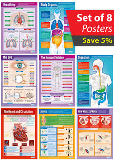 Elementary Anatomy Posters - Set of 8