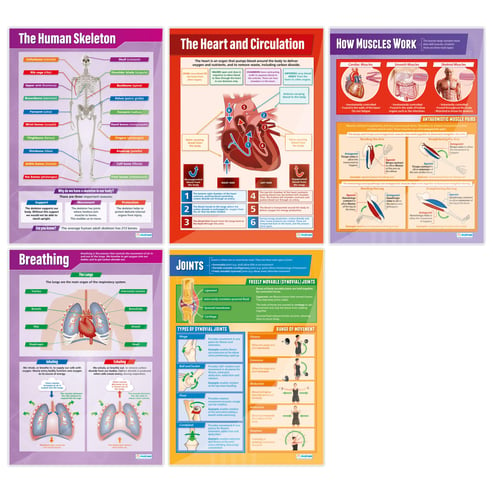 The Human Body Posters - Set of 5