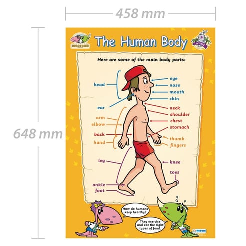 The Human Body Poster