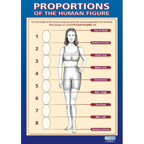 Proportions Of The Human Figure Poster