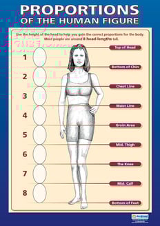 Proportions Of The Human Figure Poster