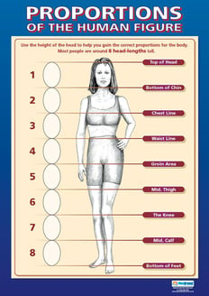 Proportions Of The Human Figure Poster