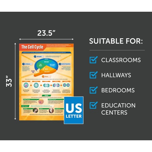 The Cell Cycle Poster