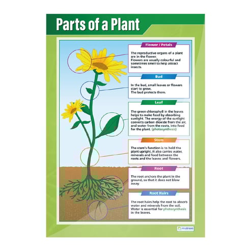 Plants Posters - Set of 4