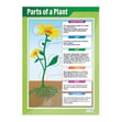 Plants Posters - Set of 4