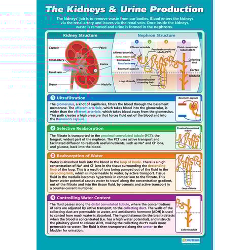 The Kidneys & Urine Production Poster