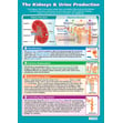 The Kidneys & Urine Production Poster