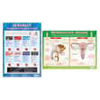 Puberty and Sex Posters - Set of 8 