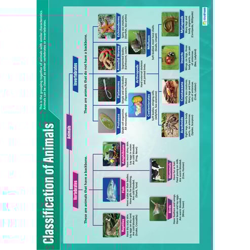 Classification of Animals Poster