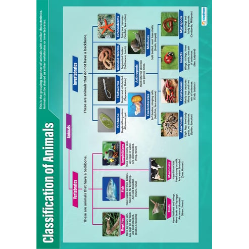 Classification of Animals Poster