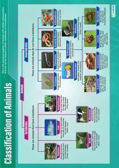 Classification of Animals Poster