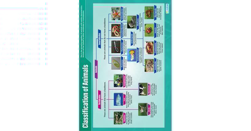 Daydream Education Classification Of Animals Science - View #2
