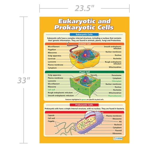 Eukaryotic and Prokaryotic Cells Poster