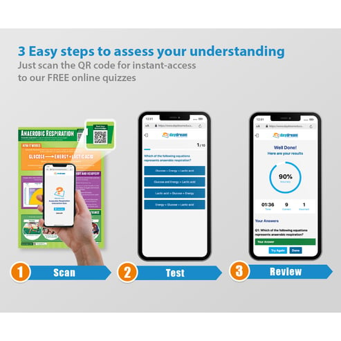 Anaerobic Respiration Poster