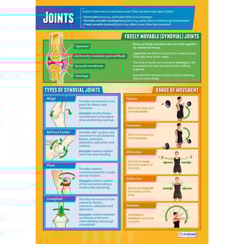Muscular & Skeletal System Posters - Set of 4