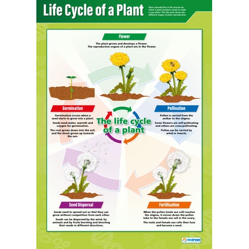 Life Cycle of a Plant Poster