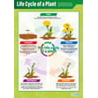 Life Cycle of a Plant Poster