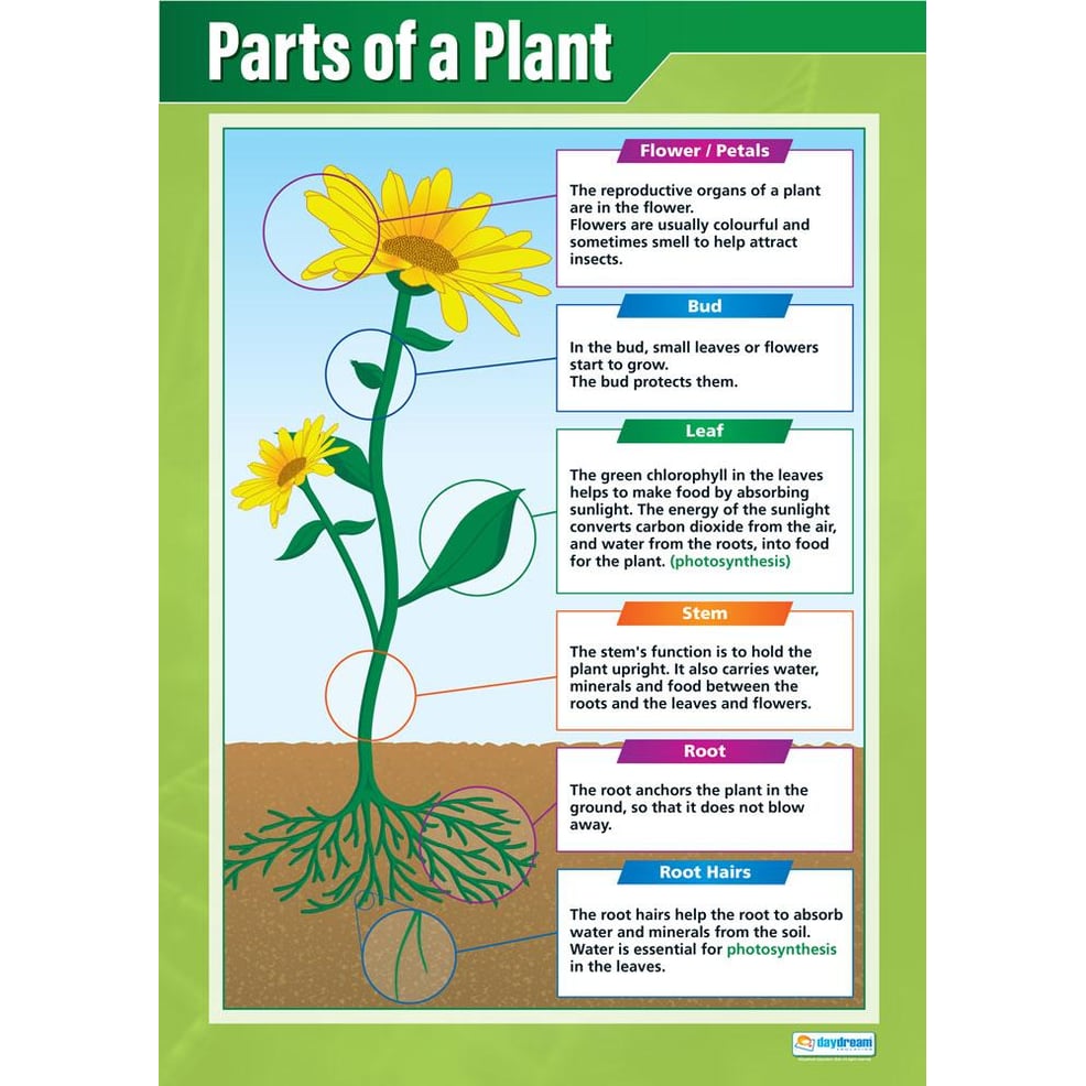 Parts of a Plant Poster Daydream Education